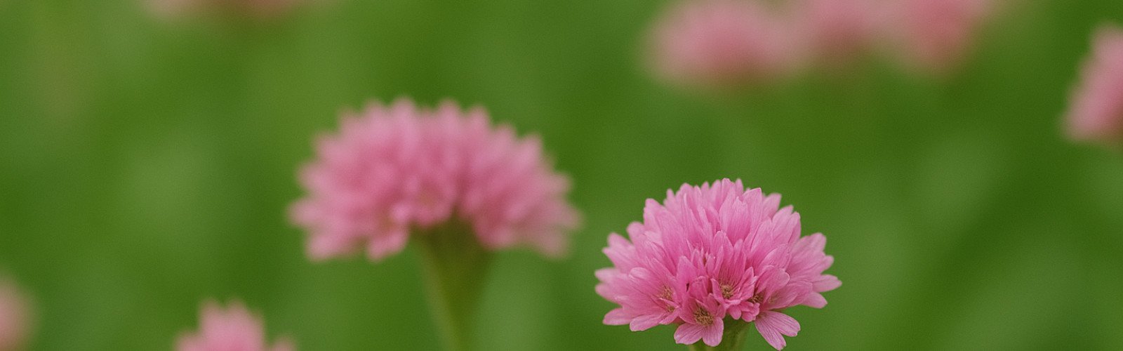 Banner Desktop